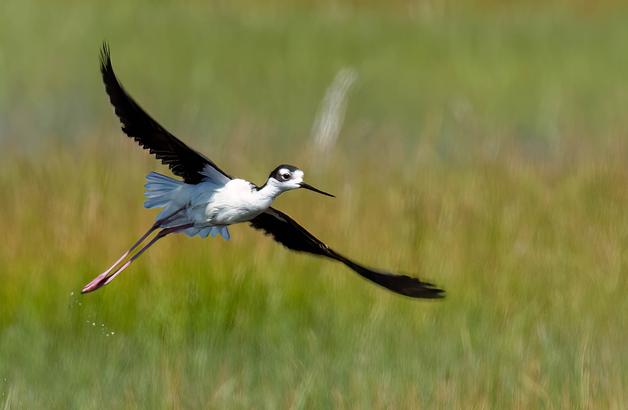 Black neck Stilt